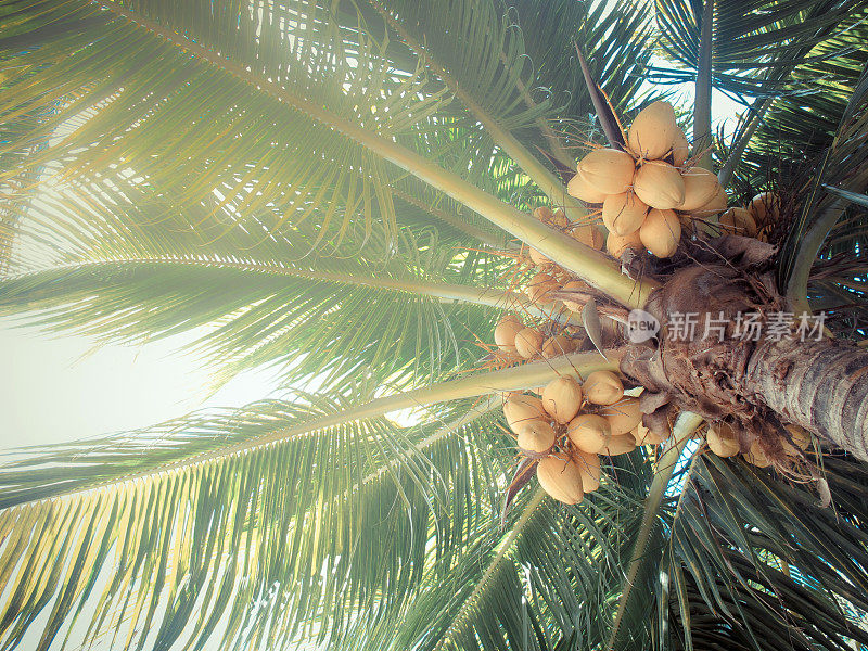 棕榈树和椰子，玛雅里维埃拉，墨西哥，Isla Mujeres海滩